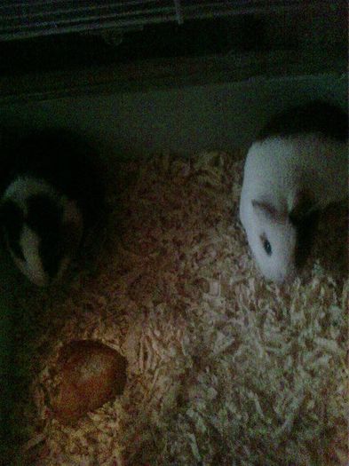 10979411_344168629110249_53879501_n