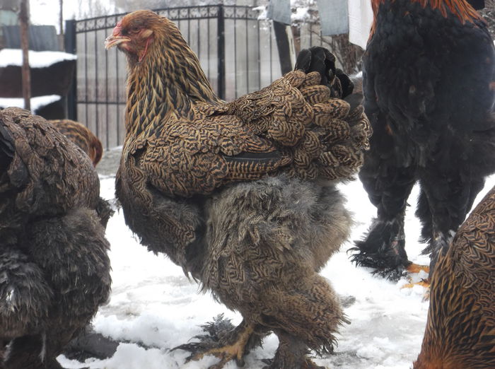 G4 - MATCA 1 2015 POTIRNICHIU