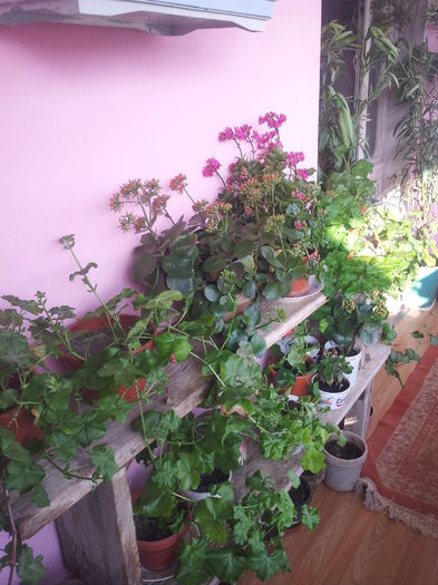 20150208_150331 - FLORILE MELE