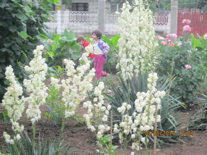 ALEX 2014 075 - Gradina de flori 2014