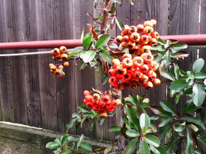 IMG_20150129_142959; Pyracantha rosie
