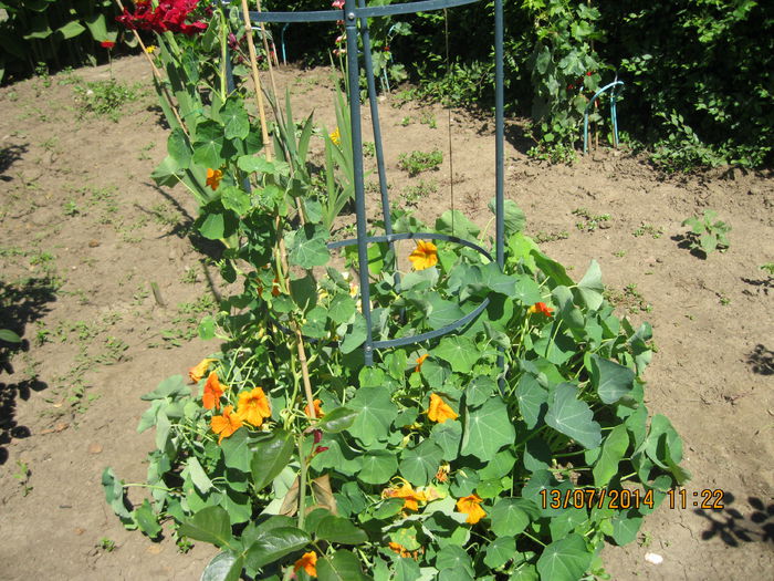 038 - Gradina de flori 2014