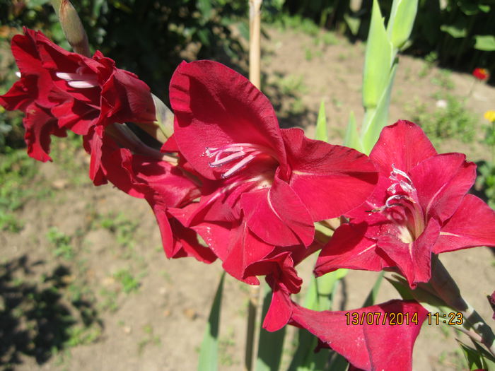 039 - Gradina de flori 2014