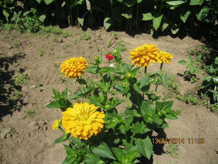 040 - Gradina de flori 2014