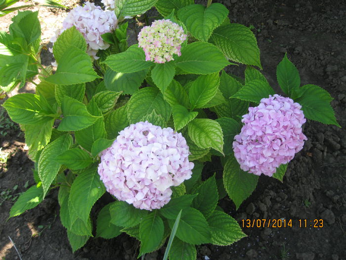 042 - Gradina de flori 2014