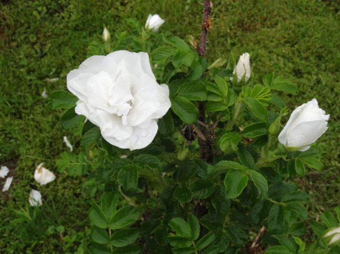 Blanc Double de Coubert - H Rugosa