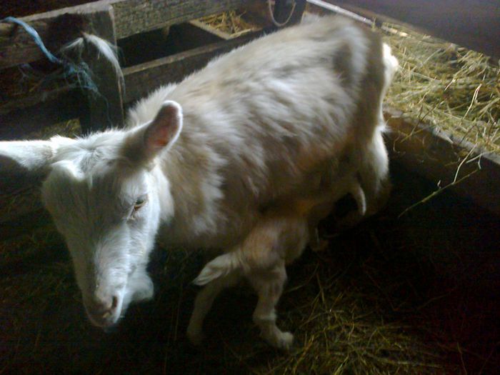 Fotografie0144; a fatat si gargarita 2 (saanen )
