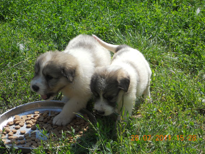 2 femelute ciobanesc mioritic