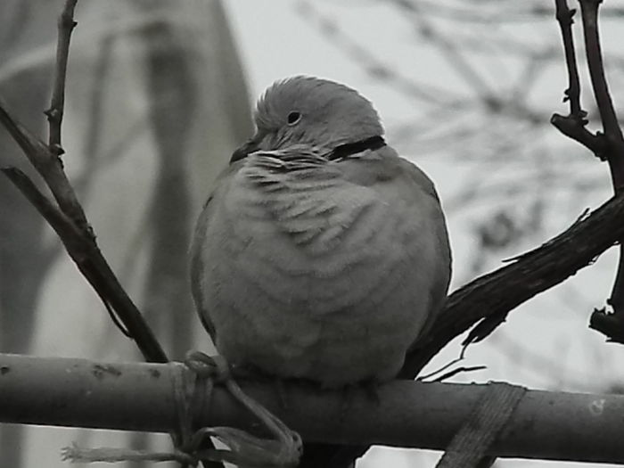 DSCN1481 - 2015_FEBRUARIE
