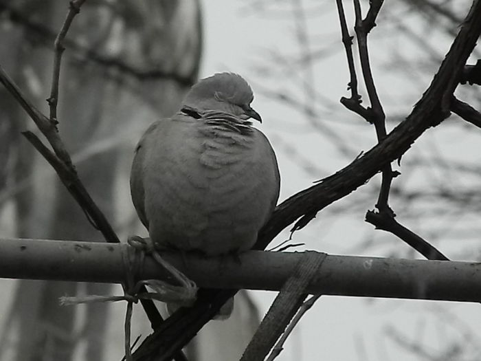 DSCN1591 - 2015_FEBRUARIE
