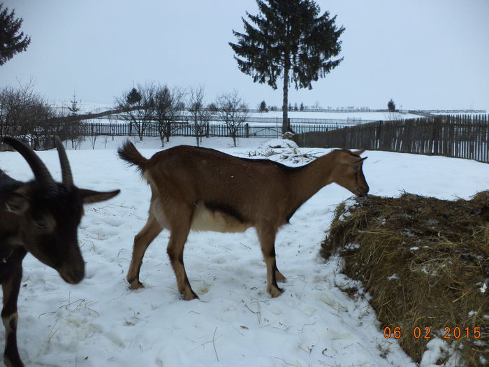 Alpinele gestante pe afara