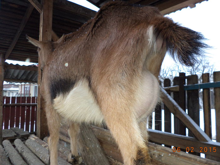 Caprioara cu pulpa frumoasa - ALPINELE TINERE GESTANTE