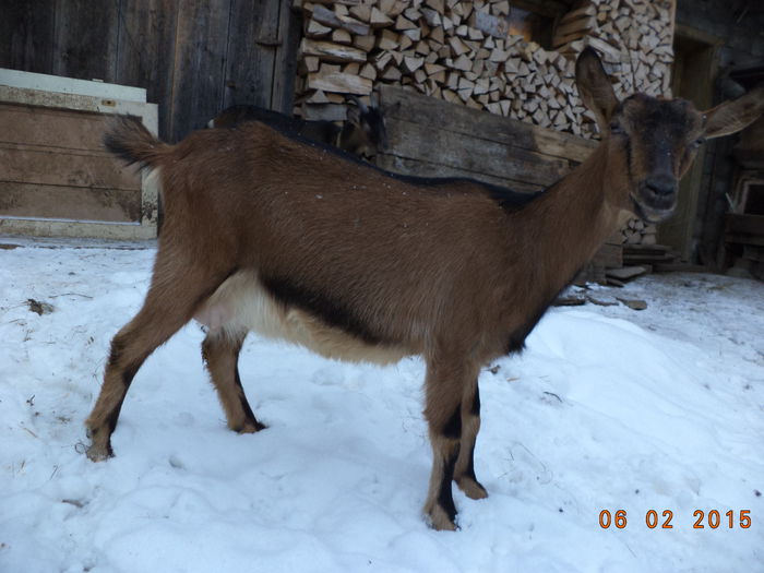 Caprioara face pulpa deja - ALPINELE TINERE GESTANTE