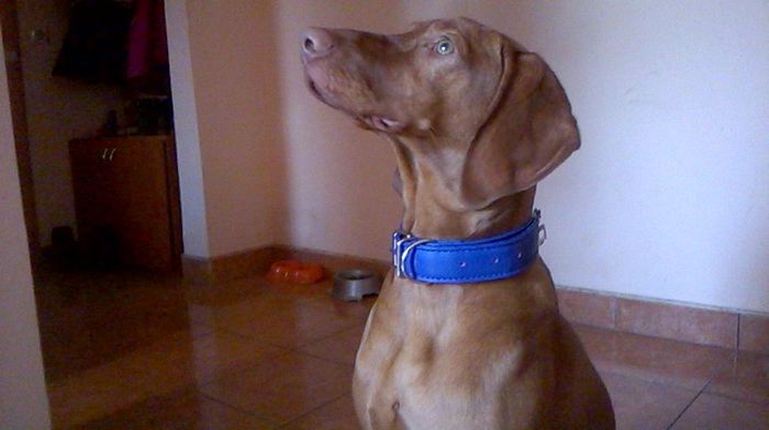 WP_20150131_035 - VIZSLA