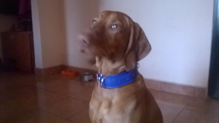 WP_20150131_033 - VIZSLA