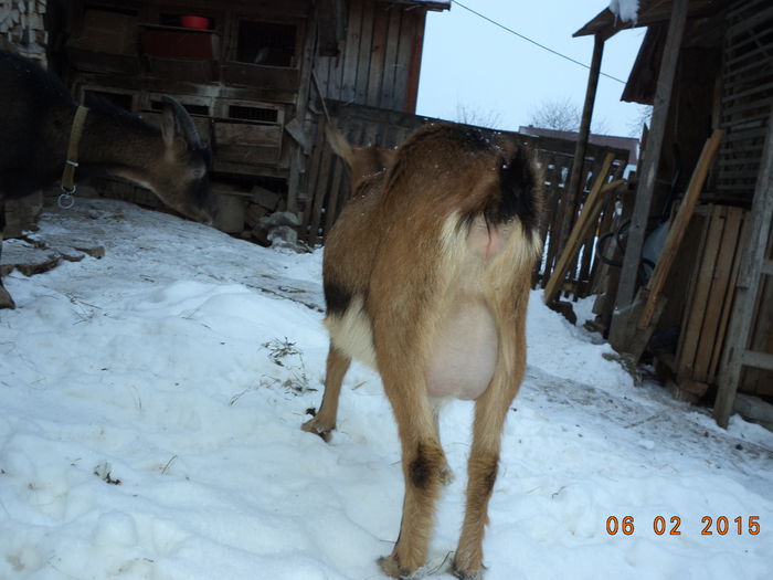 Mult nu mai au pana la fatare - ALPINELE TINERE GESTANTE