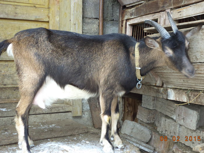 Negruta gestanta - ALPINELE TINERE GESTANTE