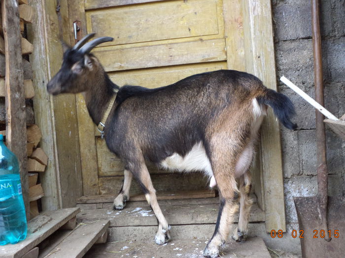 Negruta s-a speriat - ALPINELE TINERE GESTANTE
