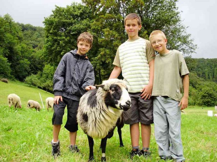 Berbec Steinschaf cu copii - Rase de oi si capre-Poze deosebite-6