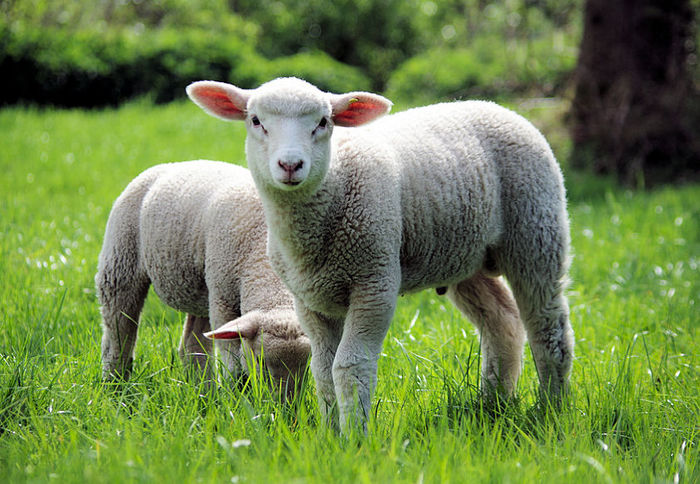 Ciucureii mieluteii - Rase de oi si capre-Poze deosebite-6