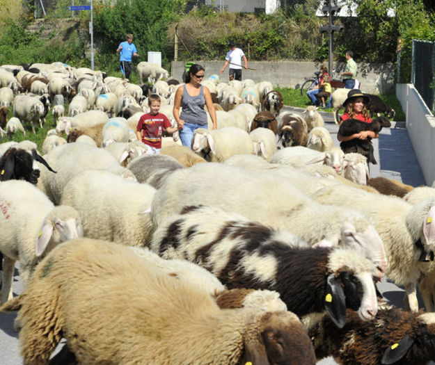Copii si oitele Tiroleze - Rase de oi si capre-Poze deosebite-6