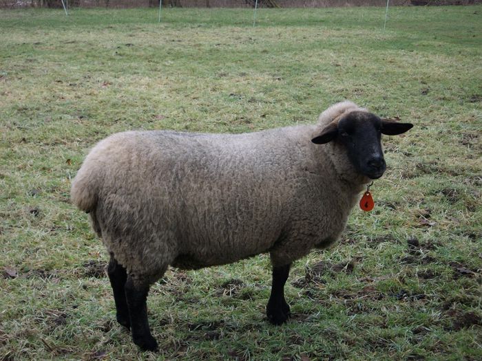 Grasunica - Rase de oi si capre-Poze deosebite-6