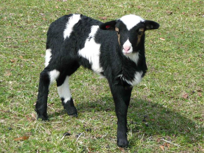 Miel Krainer Steinschaf frumos