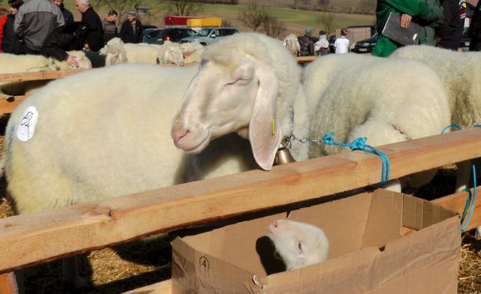 Mielul din cutia de carton