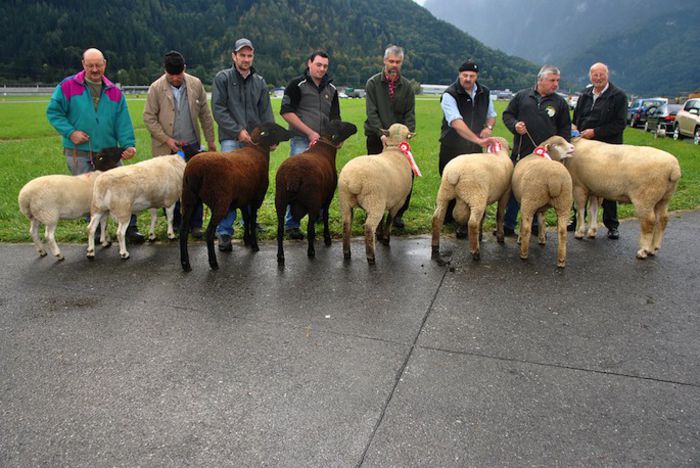 Oamenii cu berbecii si oile frumoase