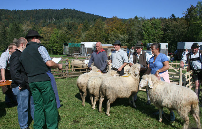Oi Bergschaf albe ( Weisse)
