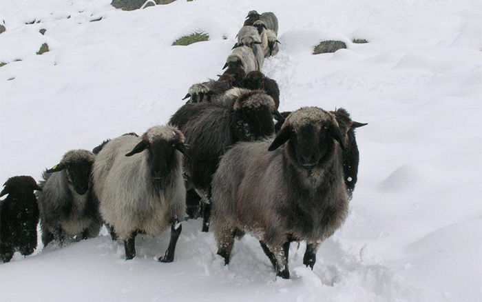 Oi Tiroler Steinschaf pe zapada