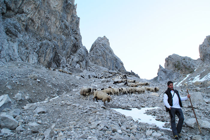 Oile Bergschaf vin la vale-84