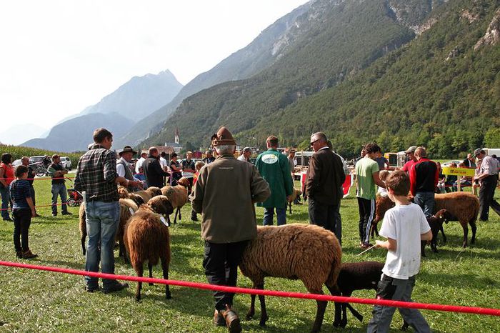 Targ de oi la poalele Alpilor