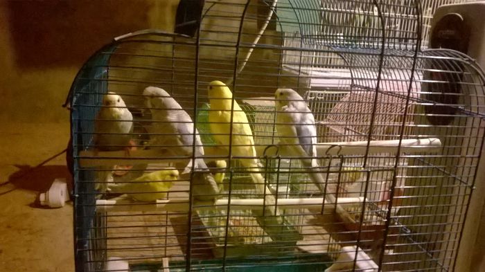 WP_20150124_17_35_45_Pro