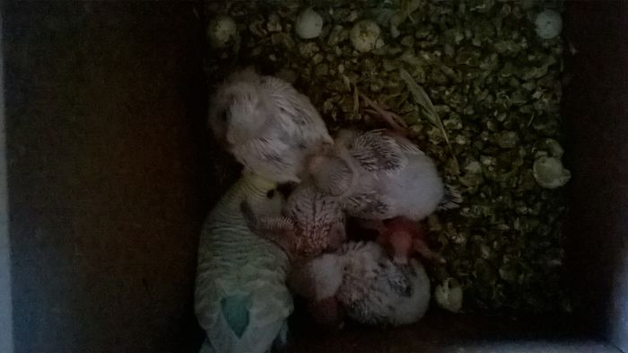 WP_20150131_15_19_10_Pro