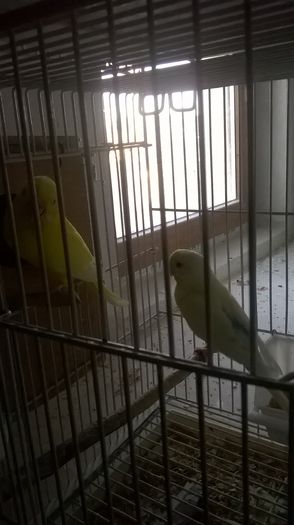 WP_20150131_15_23_46_Pro