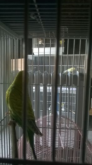 WP_20150131_15_24_11_Pro