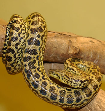 Anaconda - serpi