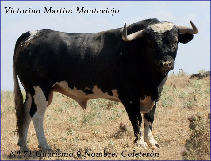 71-G9-COLETERON-VICTORINO-MARTIN-MONTEVIEJO-1024x781