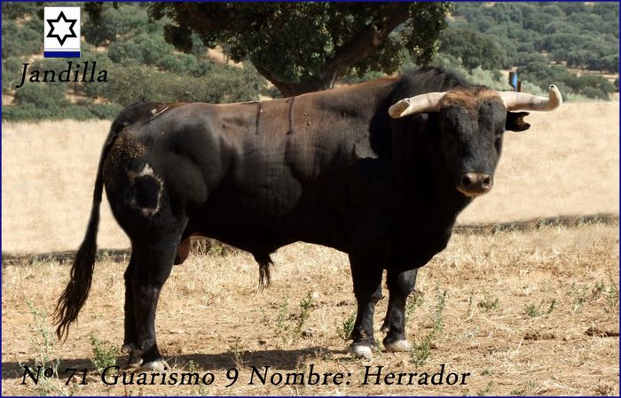 71-G9-HERRADOR-JANDILLA-1024x657 - Toros Bravos