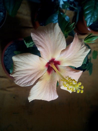 cairo apricot
