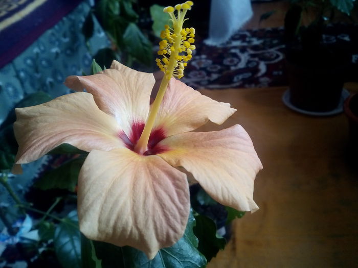  - hibiscus