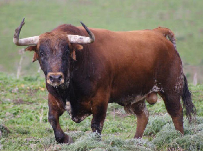 b380206a15d0e3885c0 - Toros Bravos