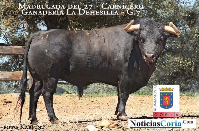 Carnicero%20la%20dehesilla - Toros Bravos