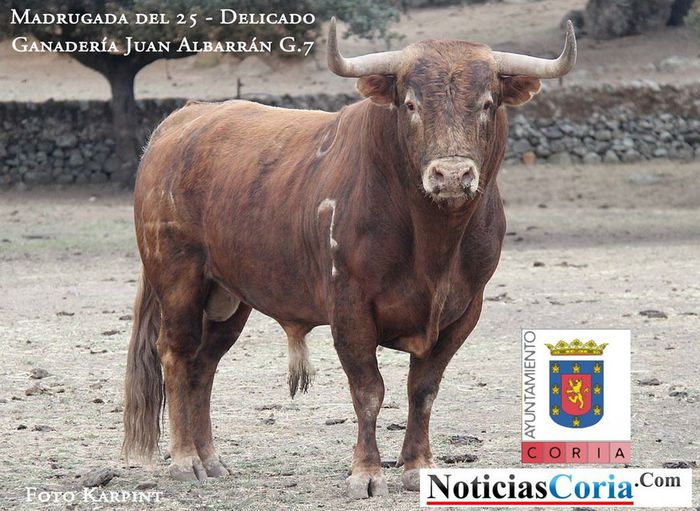 Delicado%20Albarran - Toros Bravos