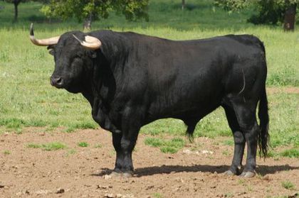 toro de lidia 2