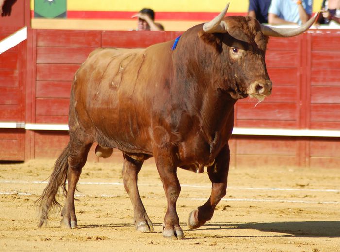 toros-lidia-colorado-01 - Toros Bravos