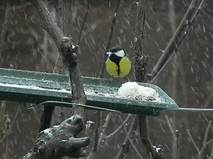 DSCN1003 - PITIGOII_3