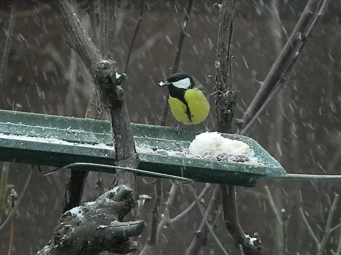 DSCN1004 - PITIGOII_3