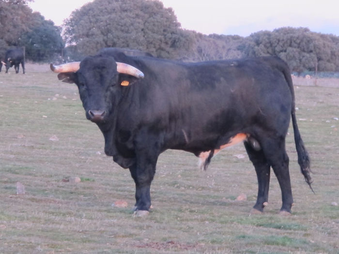 Visitas-a-la-ganaderia-de-toros-de-lidia-2
